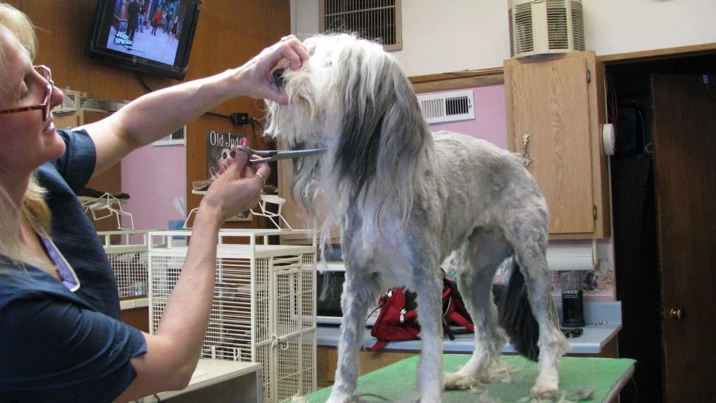 Best Dog Grooming Shears: Types, Safety, and Buying Guide
