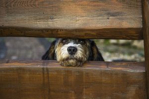 Wireless Dog Fences