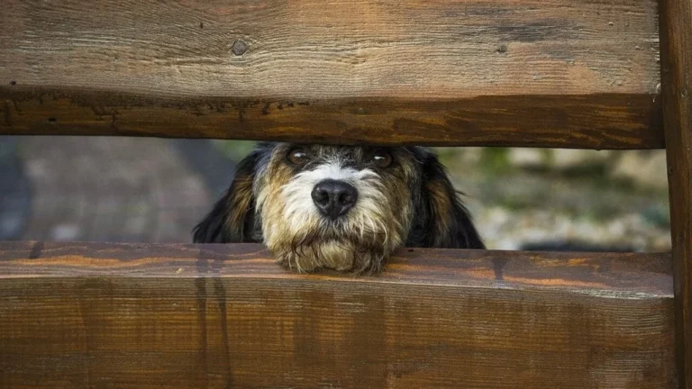 Wireless Dog Fences: Safety Limits and Better Alternatives