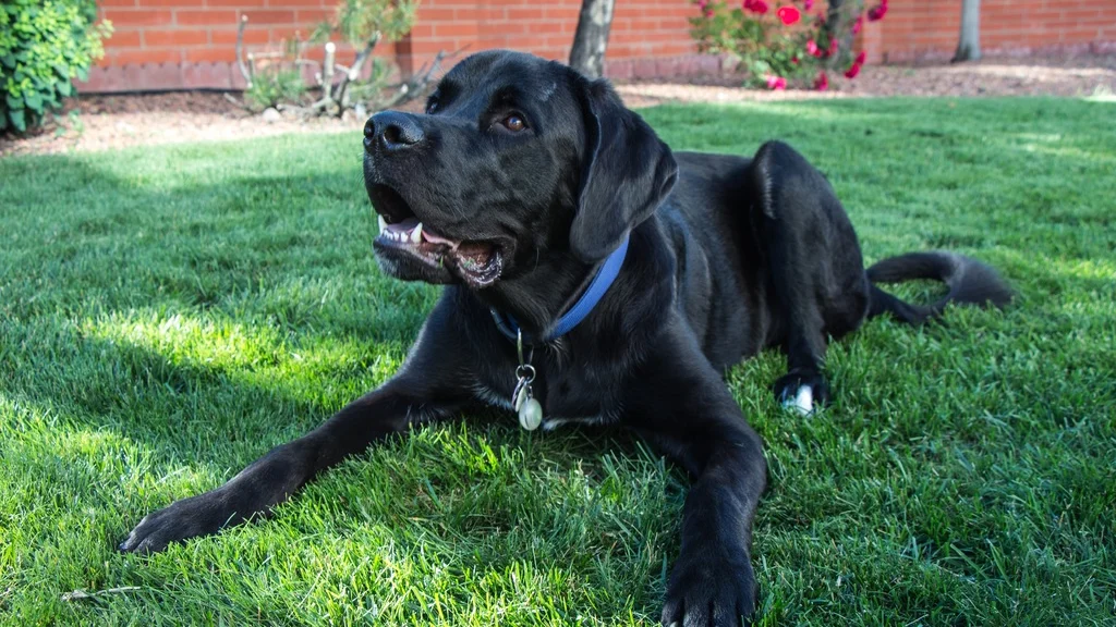 Dog Bark Collars: Welfare Risks and Humane Alternatives