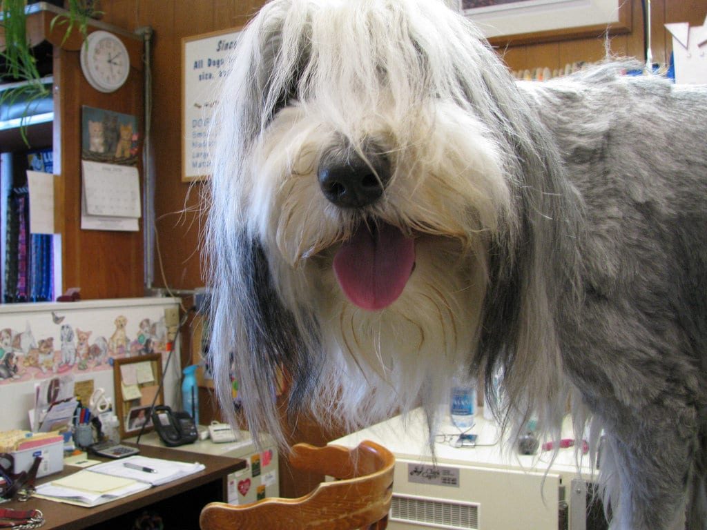 groom dog at home