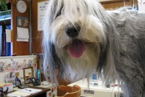 groom dog at home