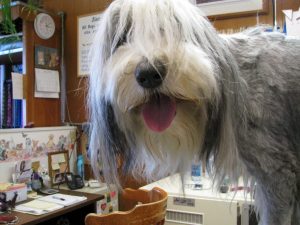 How to Groom a Dog at Home: A Safe Step-by-Step Guide