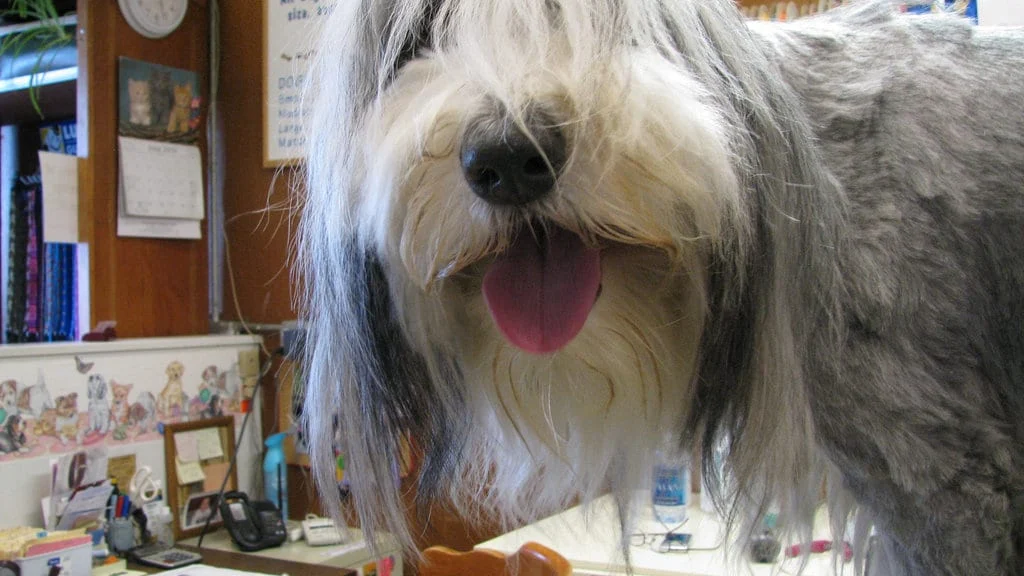How to Groom a Dog at Home: A Safe Step-by-Step Guide