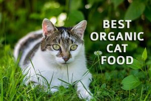 organic food for cat