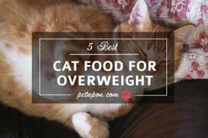 overweight cat foods