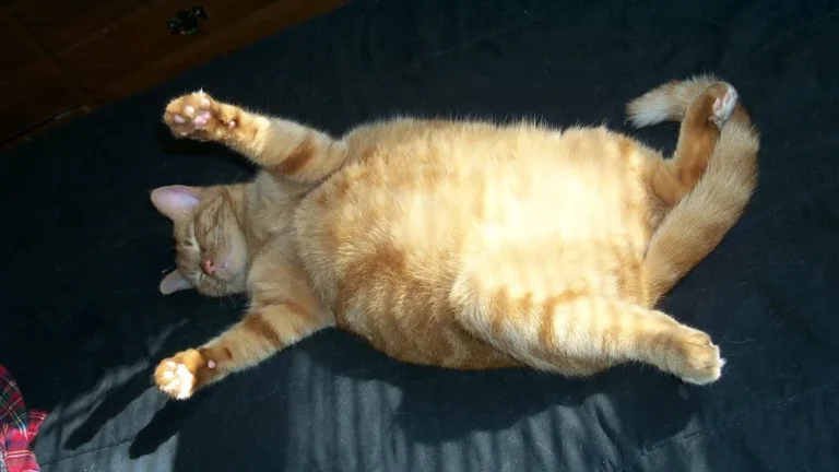 Wet Cat Food for Weight Management: Calories and Portions