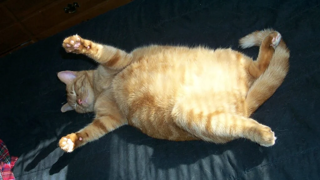 Wet Cat Food for Weight Management: Calories and Portions