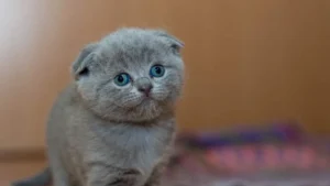 Best Kitten Food: Growth, Calories, and Label Checks