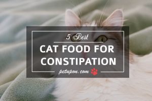 constipation in cat
