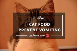 prevent vomiting cat food