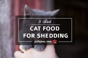 food for shedding cat