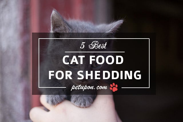 best cat food to prevent shedding