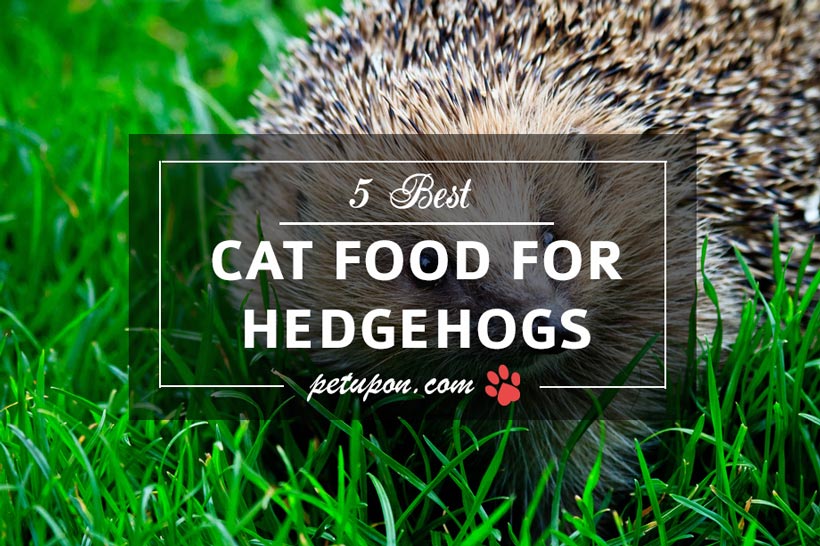 Hedgehogs food