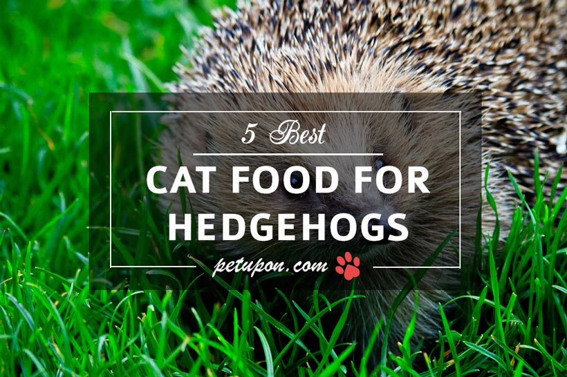 purina cat food for hedgehogs