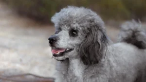 Best Clippers for Poodles: Coat-Specific Buying Guide