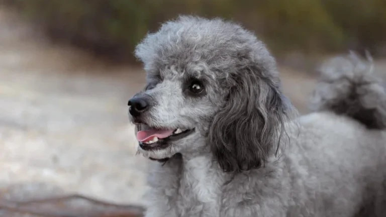 Best Clippers for Poodles: Coat-Specific Buying Guide