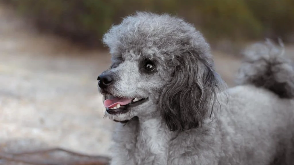 Best Clippers for Poodles: Coat-Specific Buying Guide