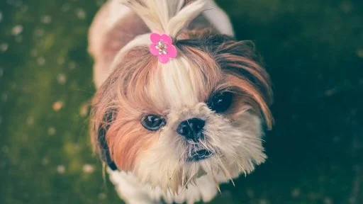 Best Clippers for Shih Tzus: Body Clipper vs Detail Trimmer