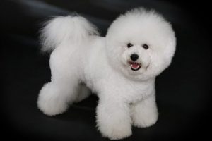 Dog Clippers for Thick coat