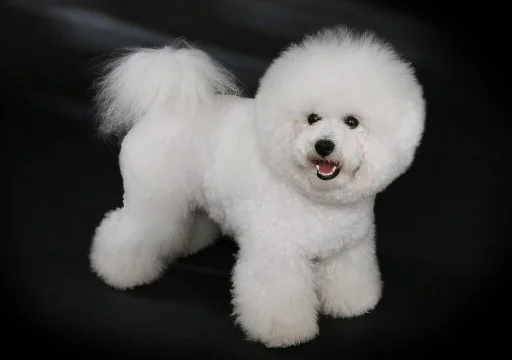 Best Clippers for Thick Dog Coats: Choose by Coat Type