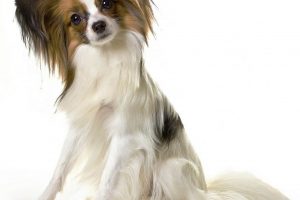 Dog Clippers for thick hair