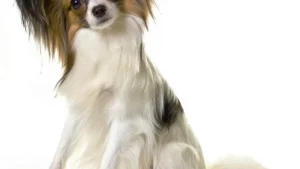 Best Clippers for Matted Dog Hair—and When Not to Clip at Home