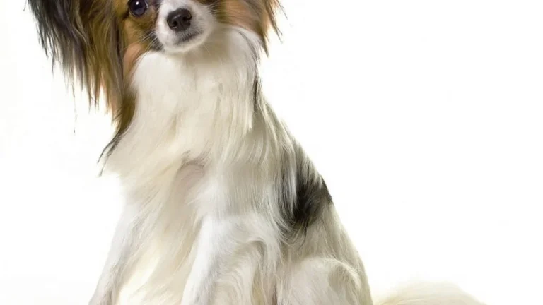 Best Clippers for Matted Dog Hair—and When Not to Clip at Home