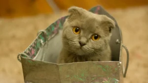 Four-Week-Old Kitten Care: Feeding, Warmth, and Toileting