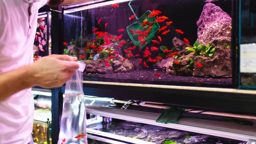 How to Find a Responsible Aquarium Store Near You
