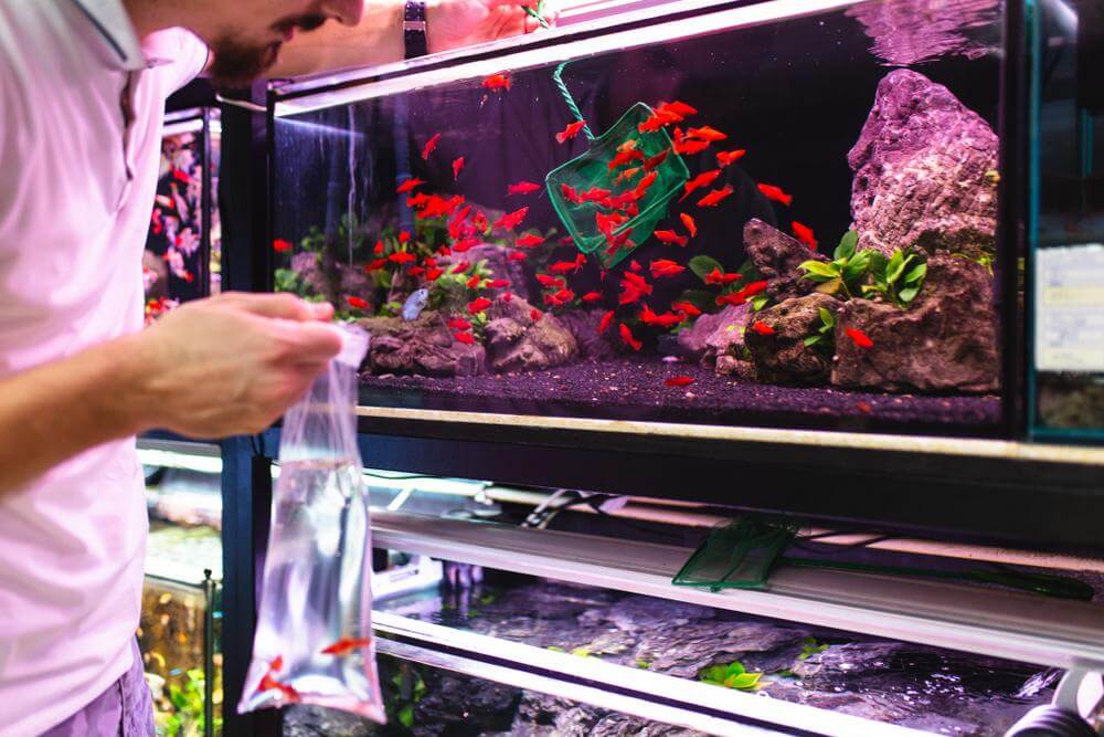 fish aquarium store