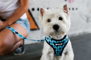 good harness for small dogs