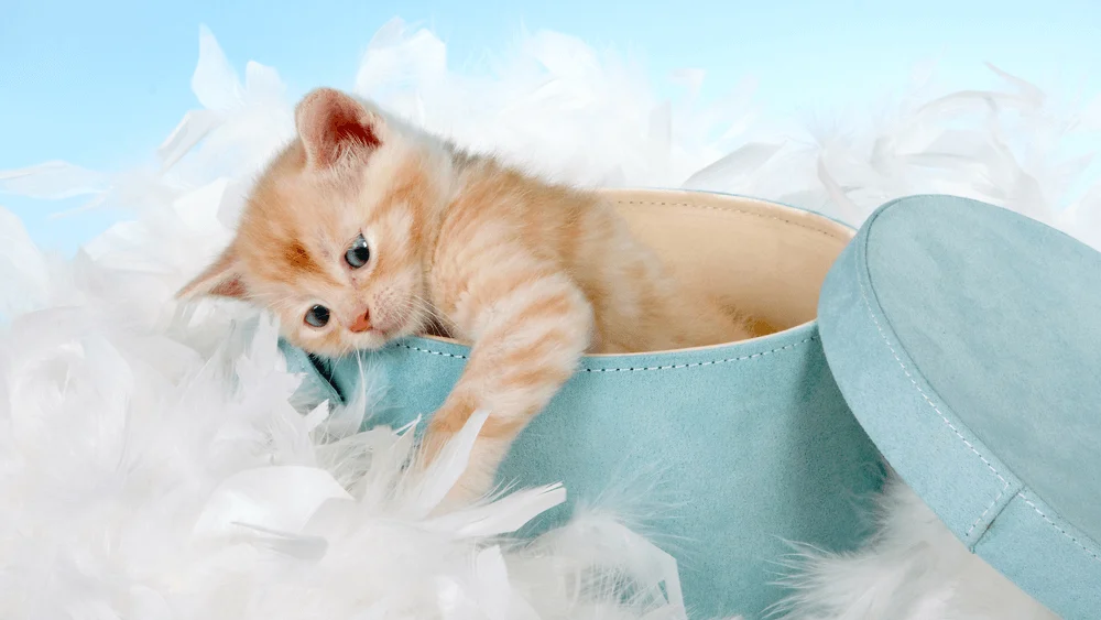 Six-Week-Old Kitten Care: Feeding, Socialization, and Health