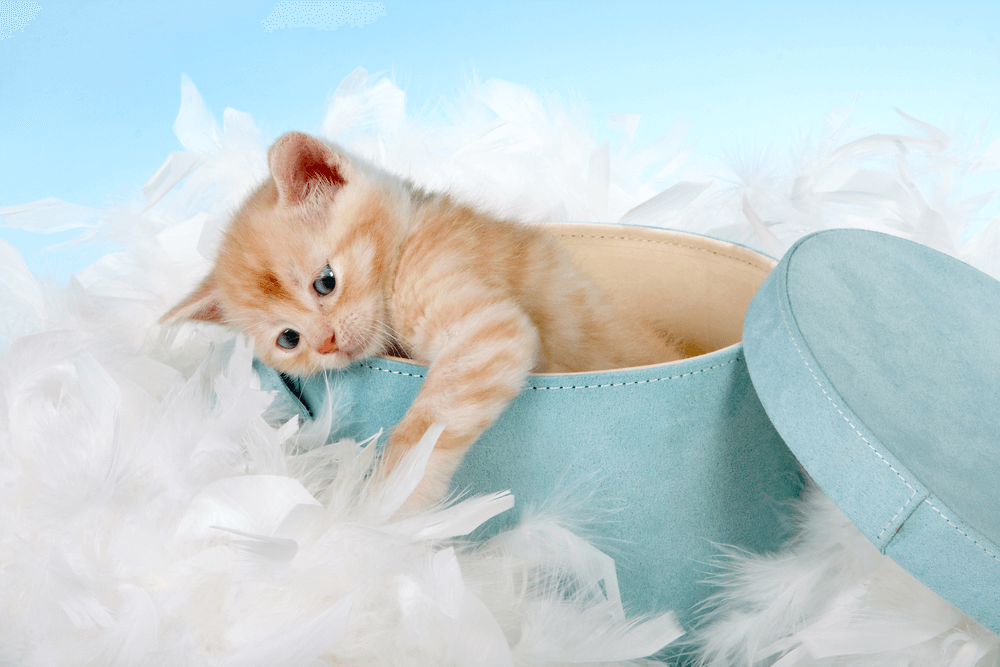 how to take care of week old kittens