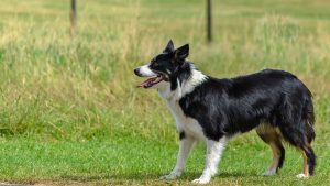 deshedding a rough collie