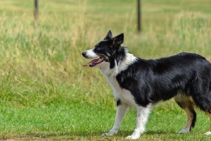 Border Collie Shedding
