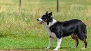 Border Collie Shedding: Grooming, Coat Care, and Warning Signs