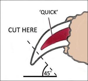How-to-cut-cat-nails