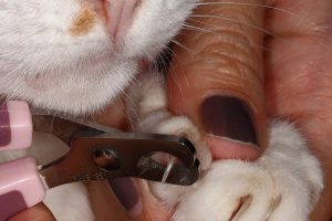 Nail Clippers for Cats