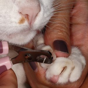 Nail Clippers for Cats
