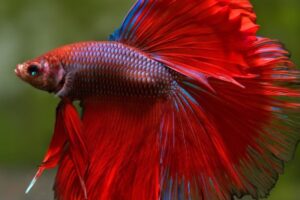 Betta Fish For Sale