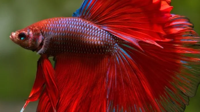 Buying Betta Fish Responsibly: Health and Welfare Checklist
