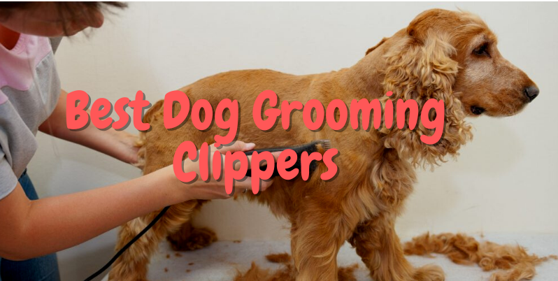 dog groomer clippers reviews